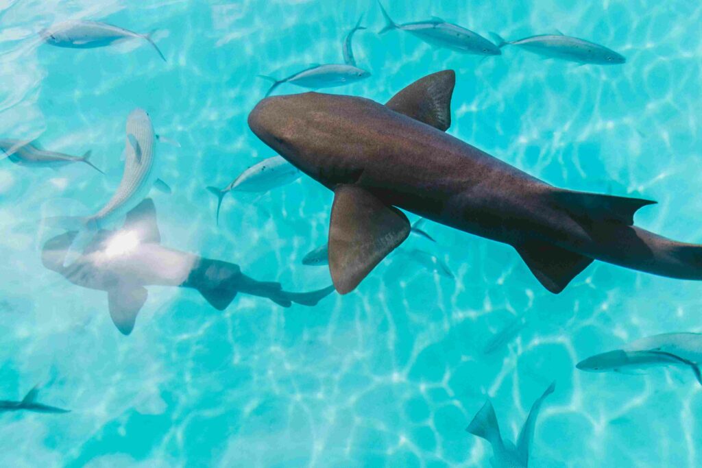 Image de requin dans le lagon